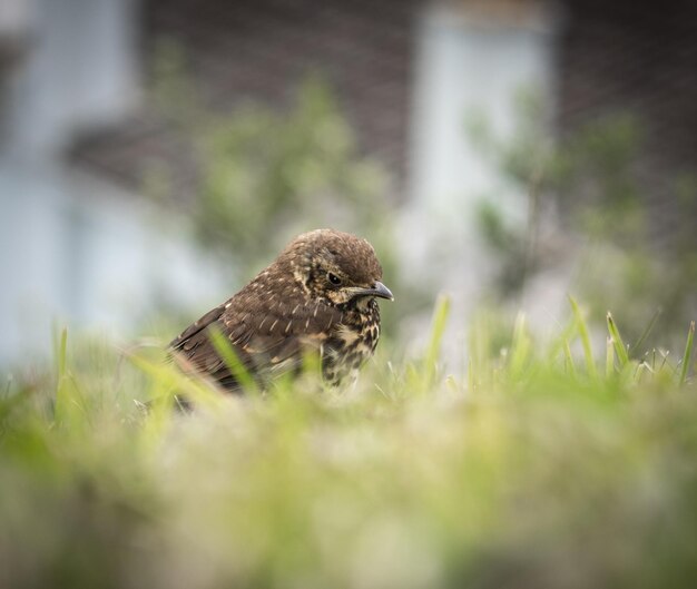 陸上の植物のそばに座っている鳥の横の景色