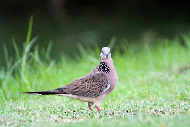 草原に座っている鳥の横の景色