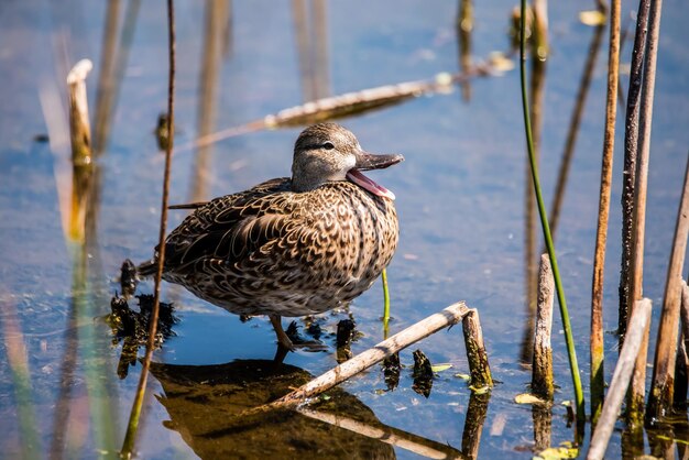 湖に座っている鳥の横の景色