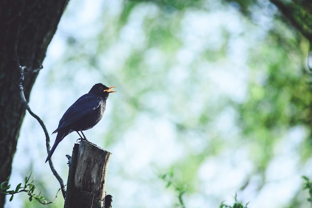 木の上に座っている鳥の横の景色