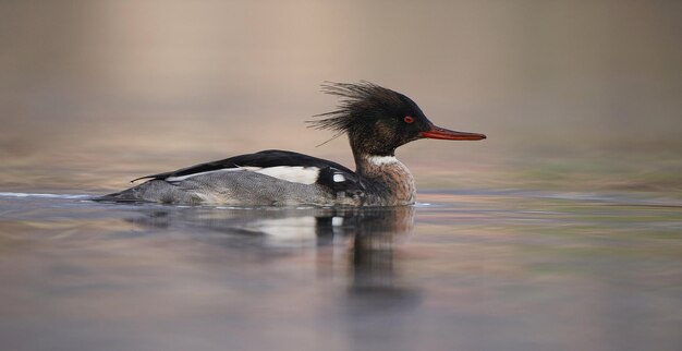 Photo side view of a bird swimming in lake