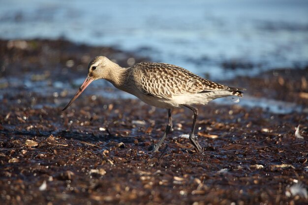 Photo side view of bird walking at beach