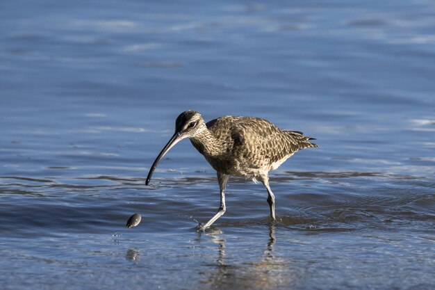 Side view of a bird in a water