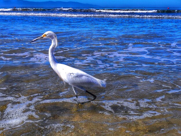 Side view of a bird in water