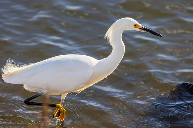 Side view of a bird in water