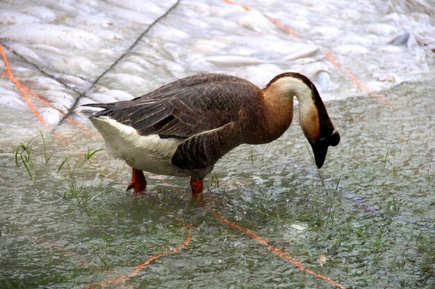 Foto vista laterale di un uccello in acqua