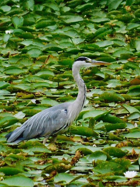 Side view of a bird