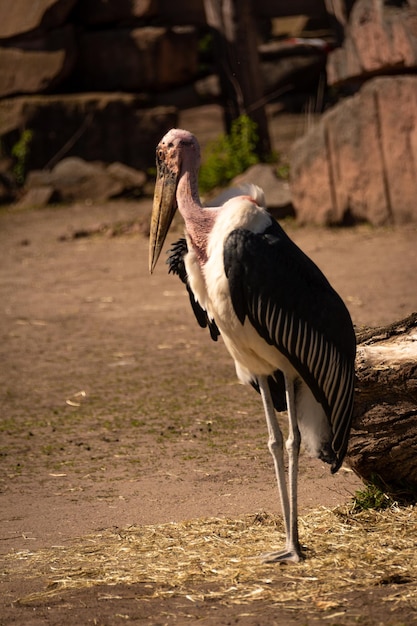 Photo side view of a bird