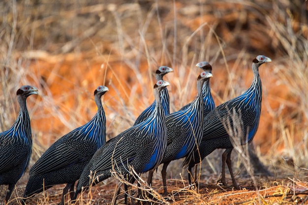 Photo side view of birds against blurred background