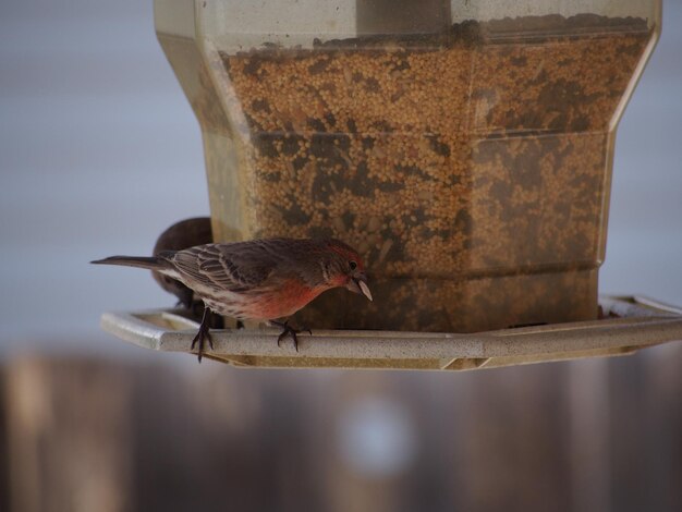 Photo side view of birds against blurred fence