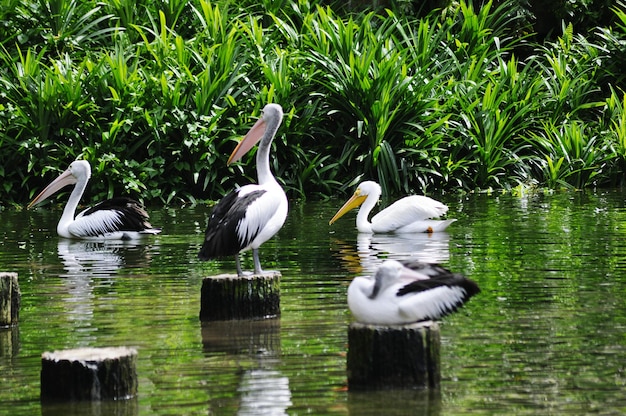 水辺のポールに乗った鳥の横の景色