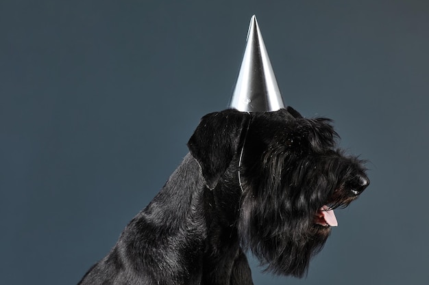 Vista laterale del cane adulto nero in cappello da festa che celebra il compleanno seduto su sfondo nero