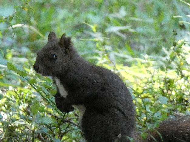 Side view of black cat on land