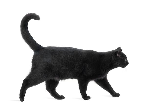 Вид сбоку черного кота, ходьба, изолированные