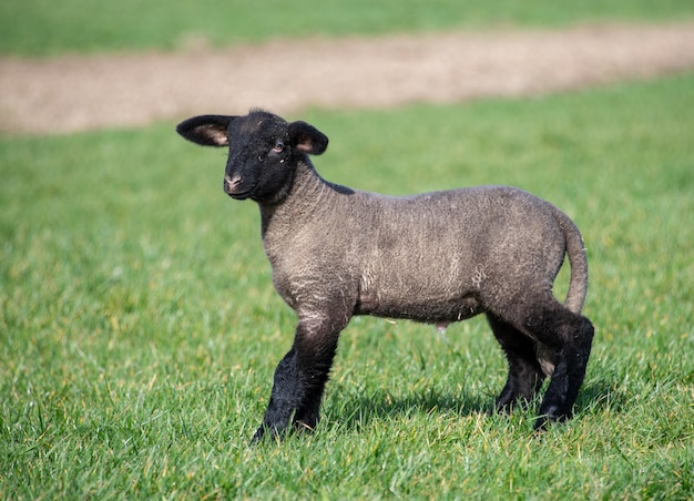 Side view of a black children sheep on field