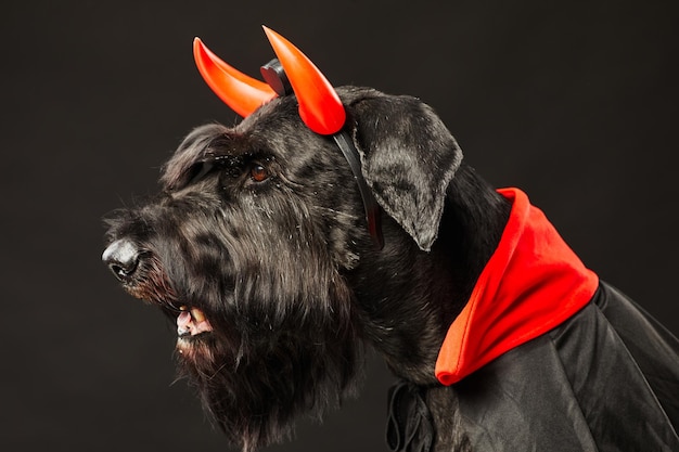 Side view of black schnauzer wearing red devil horns and costume for halloween isolated on black bac