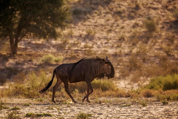 Photo side view of blue wildebeest walking on field