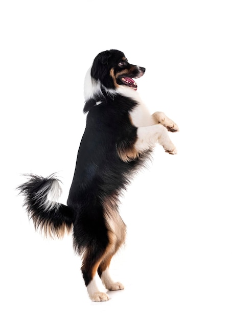 Side view of border collie rearing up against white background
