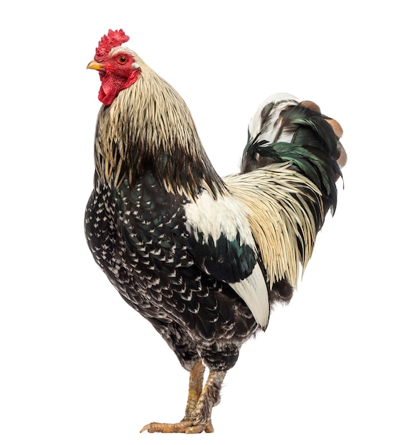 Photo side view of a brahma rooster, isolated on white