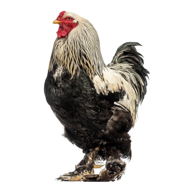 Side view of a Brahma Rooster, isolated on white