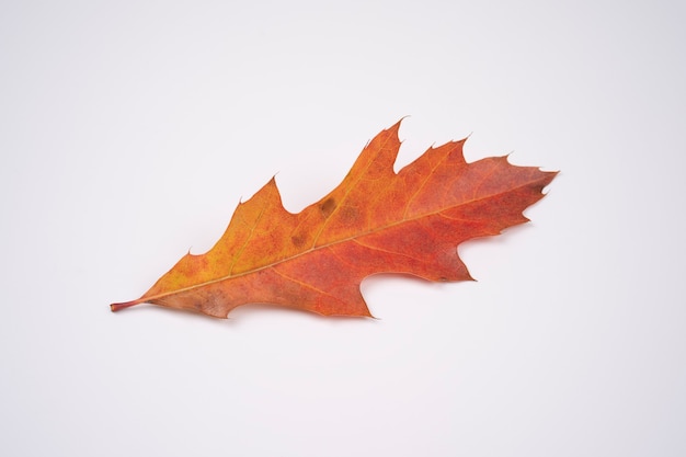 Side view of a bright orange autumn fallen linden leaf with a twig Isolated on a white background.