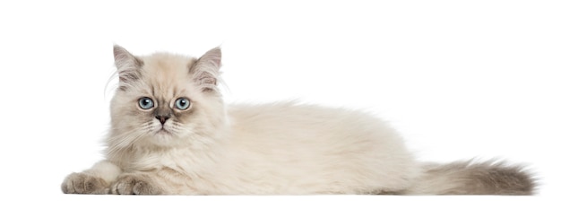 横になっているイギリスのロングヘア子猫の側面図