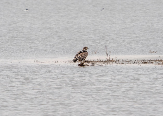 Foto vista laterale di un'aquila marrone su un lago