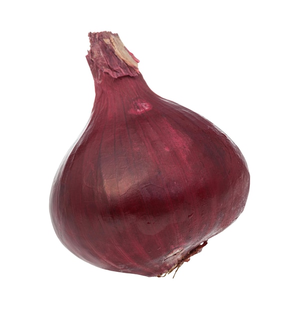 Side view of bulb of ripe red onion isolated