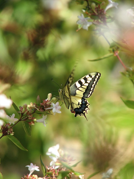Side view of butterfly on flower against blurred background