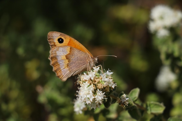 Side view of butterfly on white flower