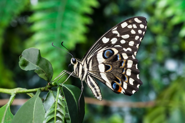 Side view butterfly with blurry background