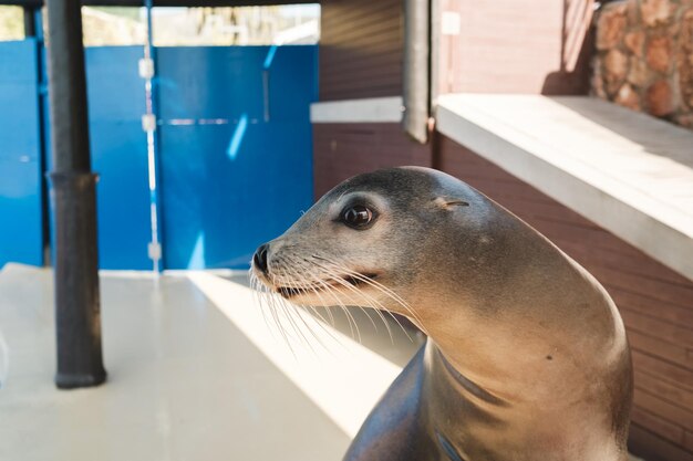 Side view of calm adorable sea lion sitting near swimming pool in aqua park on resort on summer day