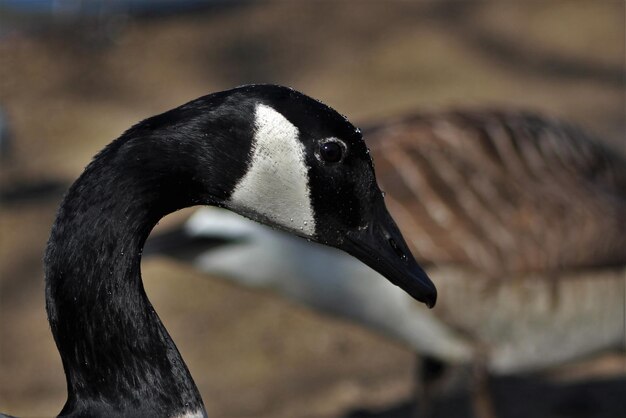 Photo side view of canada goose