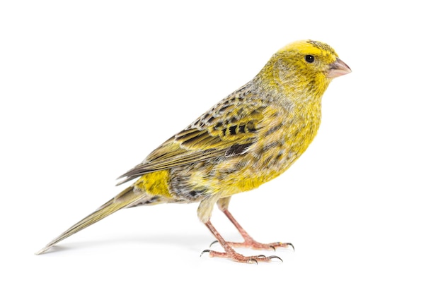 Photo side view of a canary colored lizzard standing isolated on white