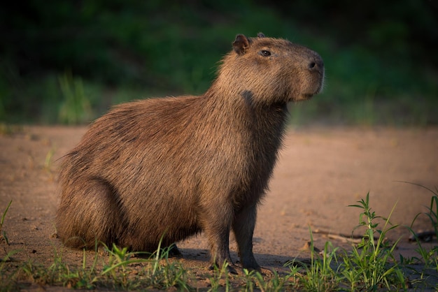 Side view of capybara on field