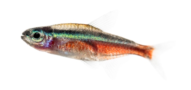 Side view of a Cardinalis fish or cardinal tetra isolated on white