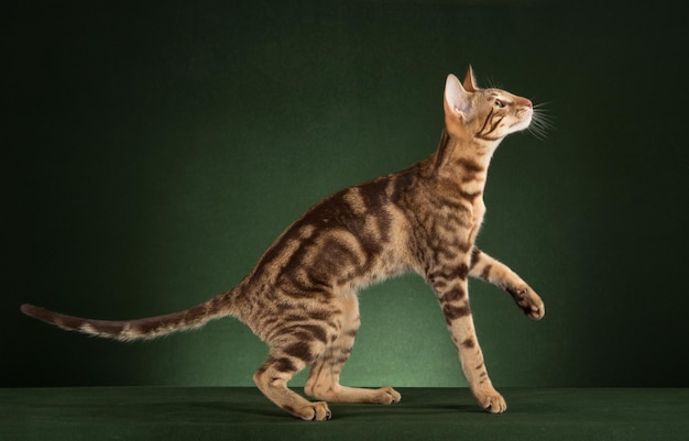 Photo side view of a cat against black background