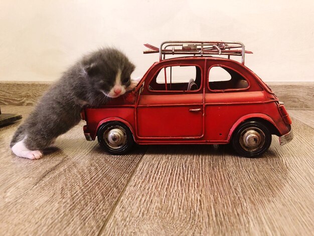 Photo side view of a cat on a car