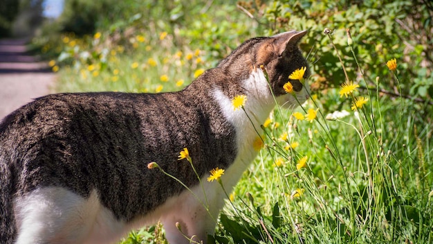 Foto vista laterale di un gatto sul campo