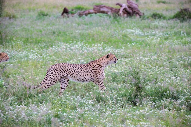 Side view of a cat on grass