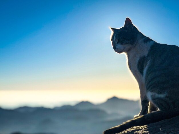 Side view of a cat looking away at sunset