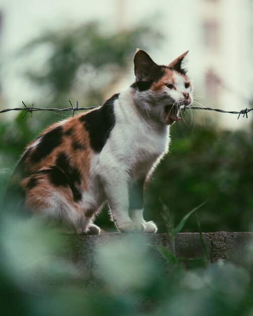 Side view of a cat looking away