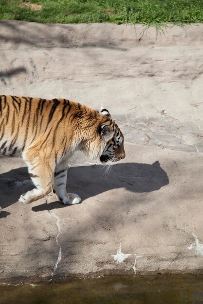 陸上でリラックスしている猫のサイドビュー