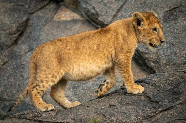 Side view of cat on rock