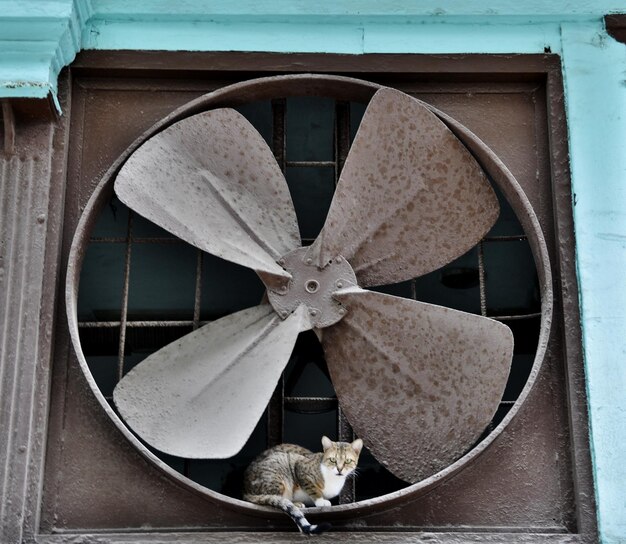 Photo side view of cat sitting by old metallic electric fan