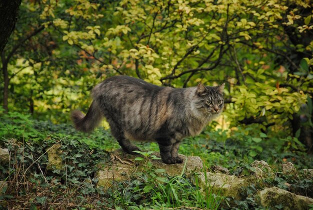 Foto vista laterale di un gatto in piedi sulla terraferma