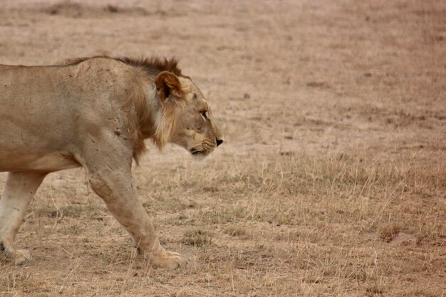 Photo side view of a cat walking on landscape