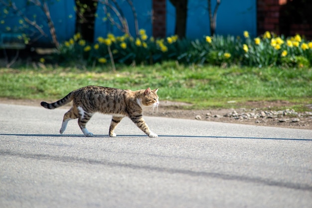 Foto vista laterale di un gatto che cammina sulla strada