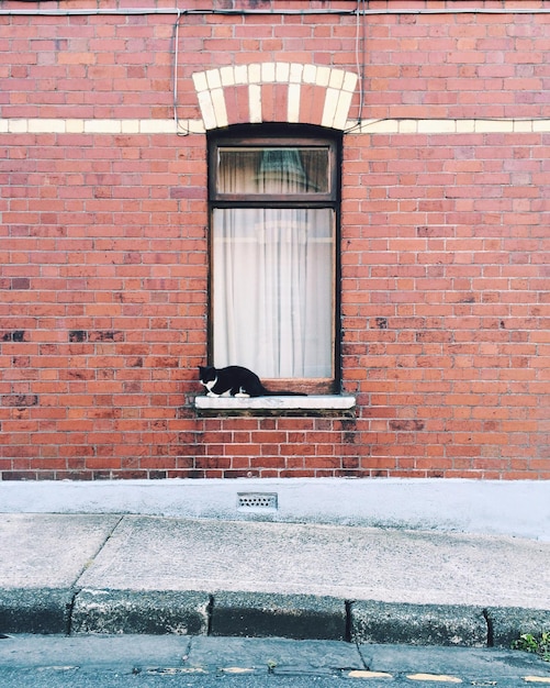 Photo side view of a cat on window sill