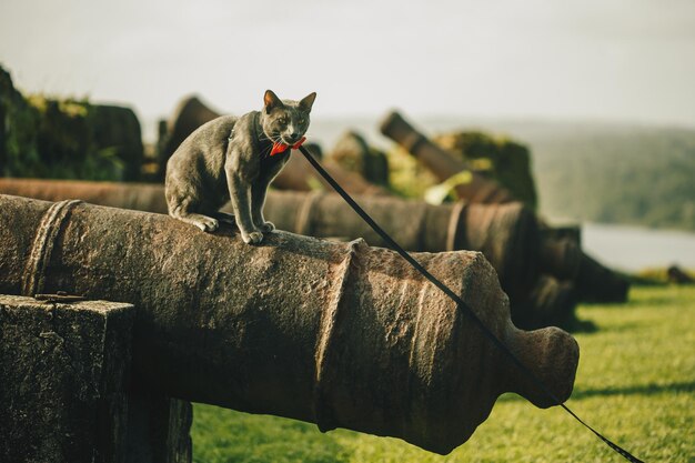 Side view of a cat on wood against sky